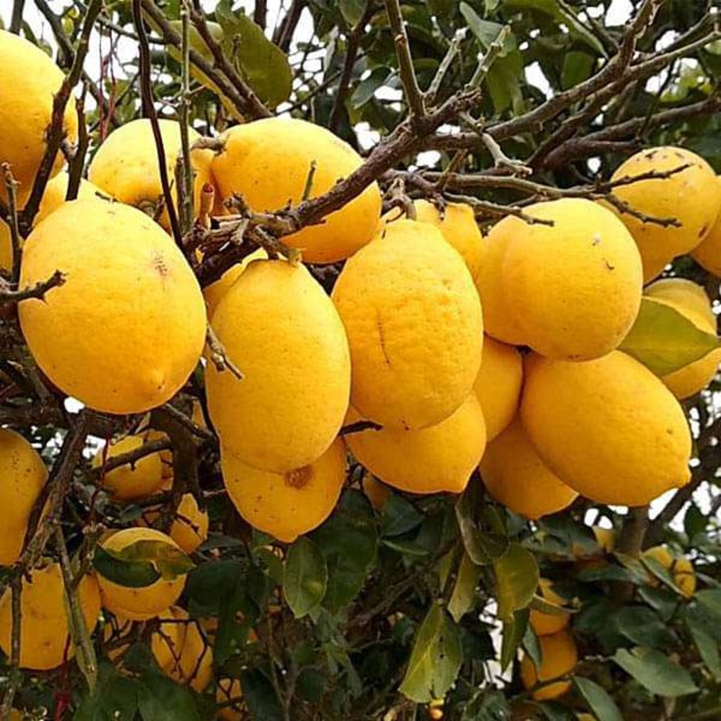 Citrus Galgal, Nimboo – 0.5 kg Seeds