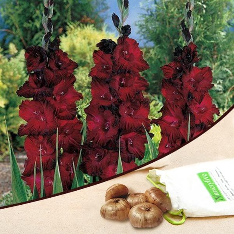 Gladiolus (Red Ginger, Blood Red) – Bulbs (set of 10)