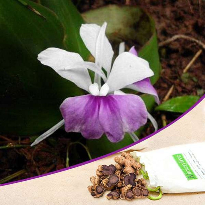 Kaempferia galanga (Violet) – Bulb (set of 5)