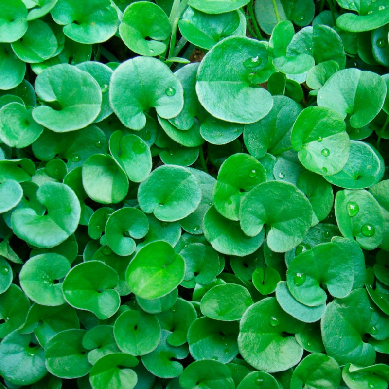 Kidney Weed (Dichondra ‘repens’)
