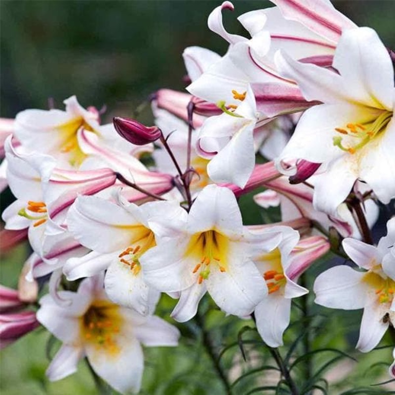 Lilium Regale, Regale Lily, Kings Lily (White)- Bulbs (set of 5)
