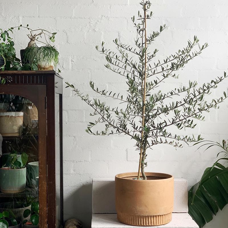 Olive Tree (Assorted)|Size 4 / 200mm Pot  (ONLY AVAILABLE FOR CLICK & COLLECT AND LOCAL DELIVERY WITHIN 5KM FROM STORES)|Size 5 / 250mm pot  (ONLY AVAILABLE FOR CLICK & COLLECT AND LOCAL DELIVERY WITHIN 5KM FROM STORES)|Size 6 / 300mm pot (ONLY AVAILABLE