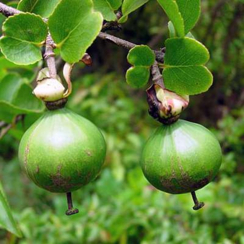 Oncoba spinosa – Plant