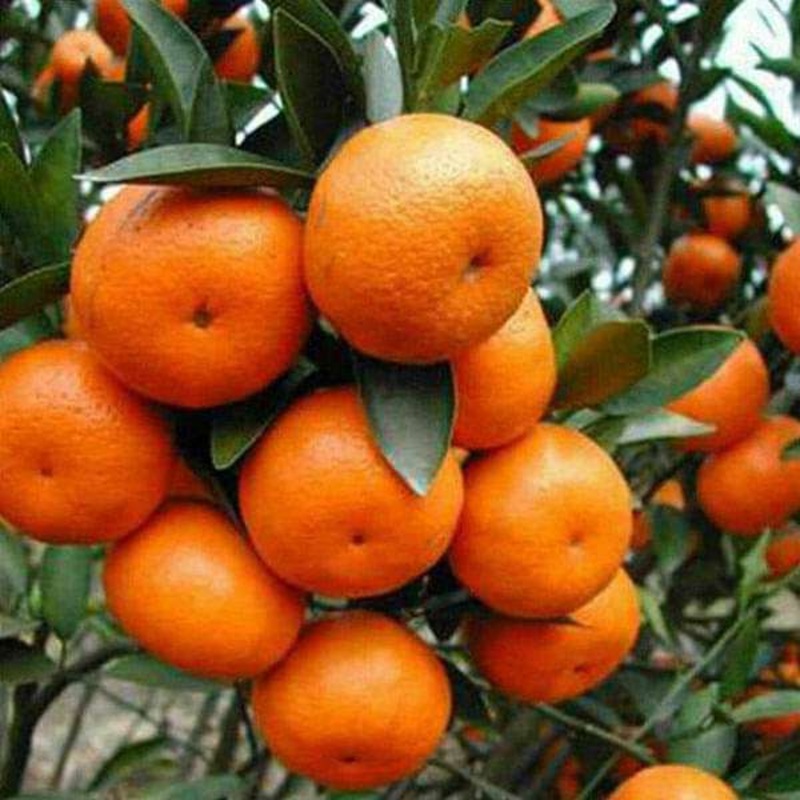 Orange, Santra – 0.5 kg Seeds