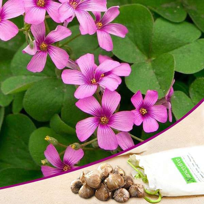 Oxalis (Pink) – Bulbs – Seeds (set of 10)
