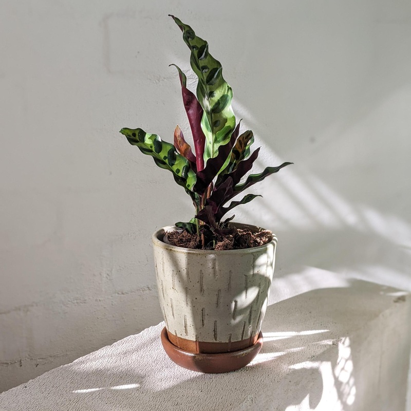 Peacock Plant (Calathea insignis)