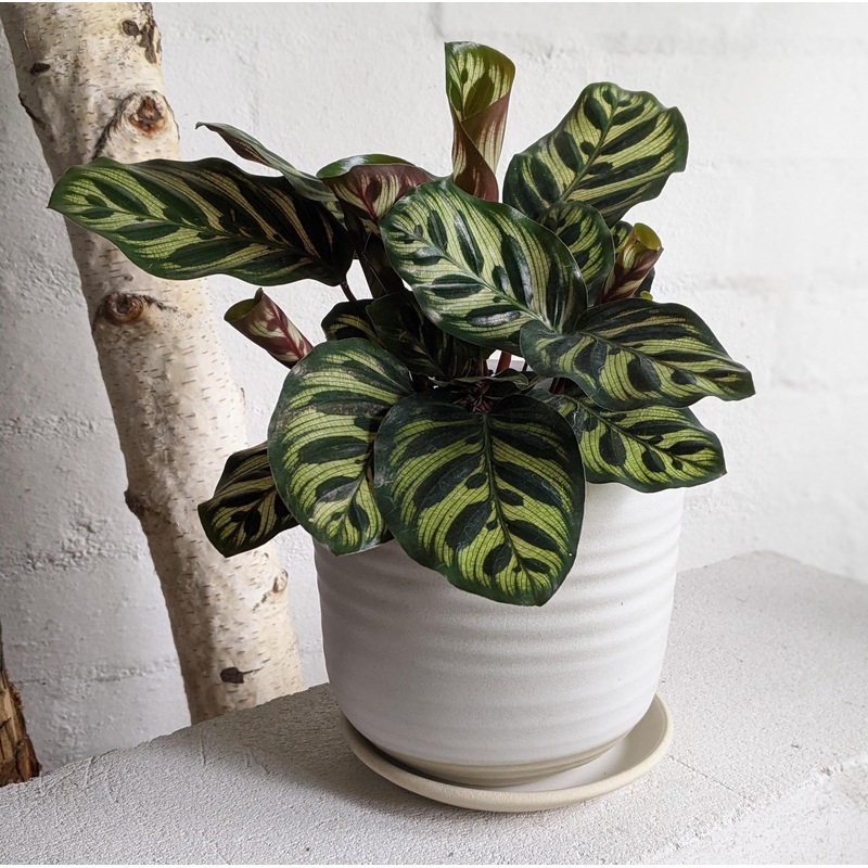 Peacock Plant (Calathea Makoyana)
