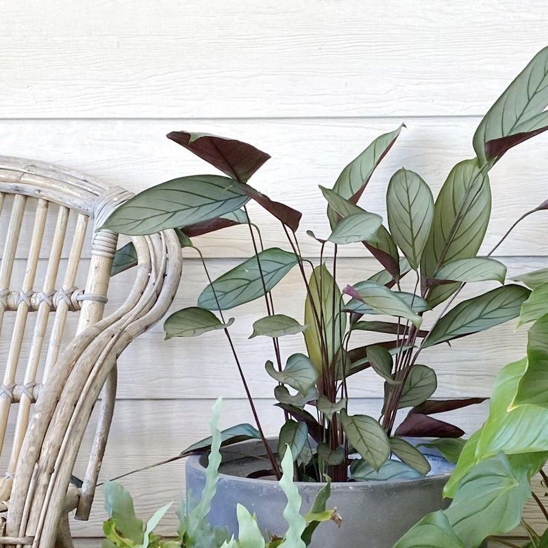 Peacock Plant (Ctenanthe setosa Grey Star)