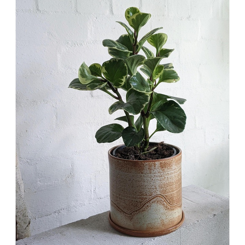 Peperomia Jade Variegated  (Obtusifolia)