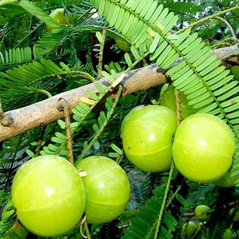 Phyllanthus Emblica, Amla – 0.5 kg Seeds