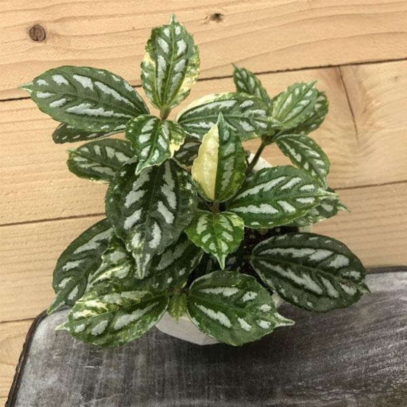 Pilea Cadierei, Pilea Aluminium, Watermelon Pilea – Plant