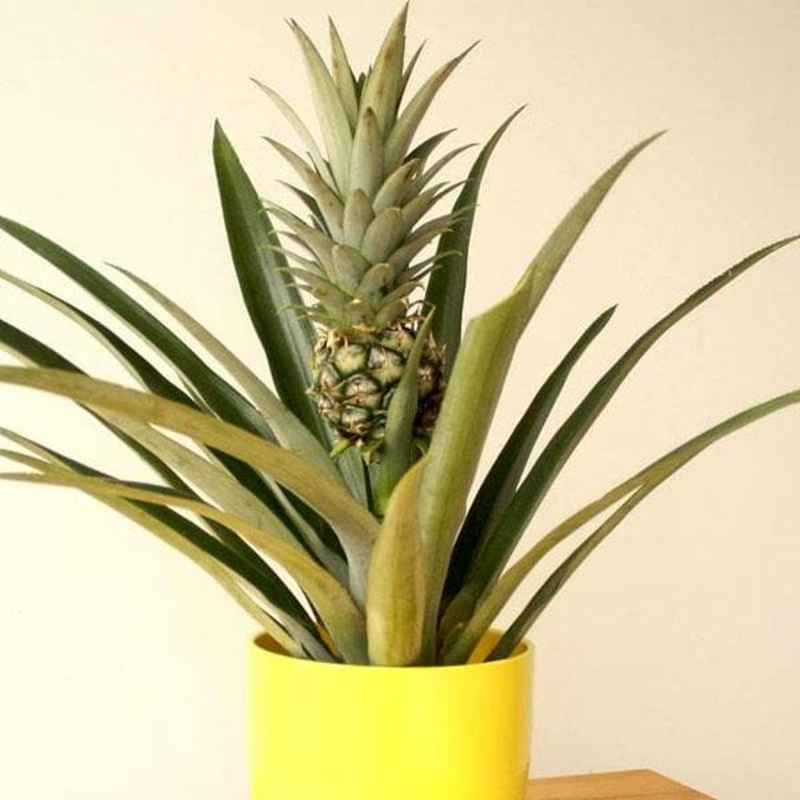Pineapple, Anannas – Plant