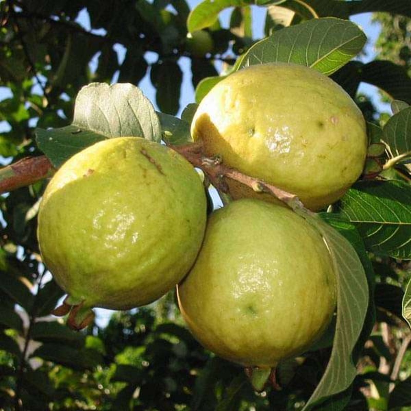 Psidium Guajava, Guava – 0.5 kg Seeds