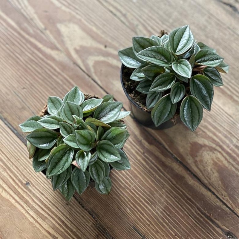 Radiator Plant (Peperomia napoli nights)