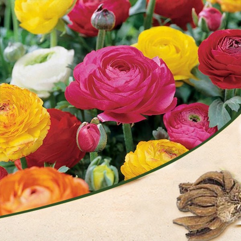 Ranunculus (Random Color) – Bulbs