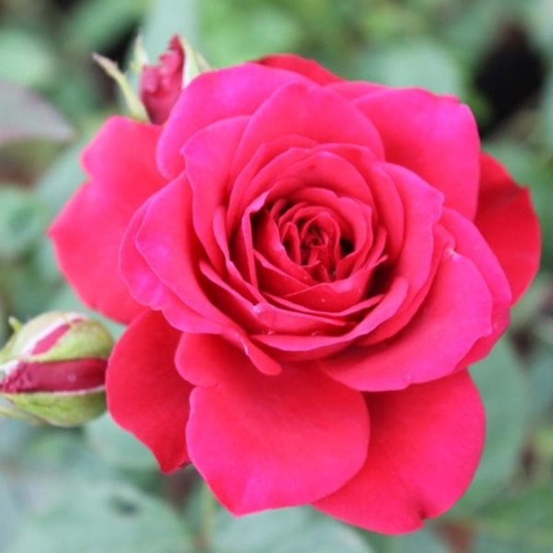 Rose (Any Color) – Plant