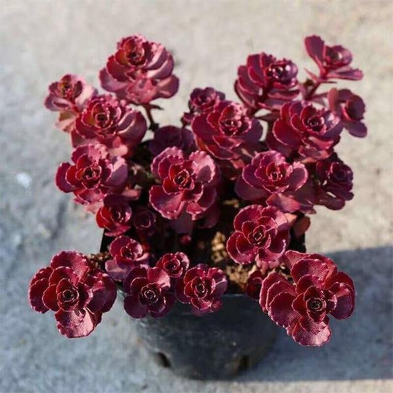Sedum spurium Voodoo, Dragon blood – Succulent Plant