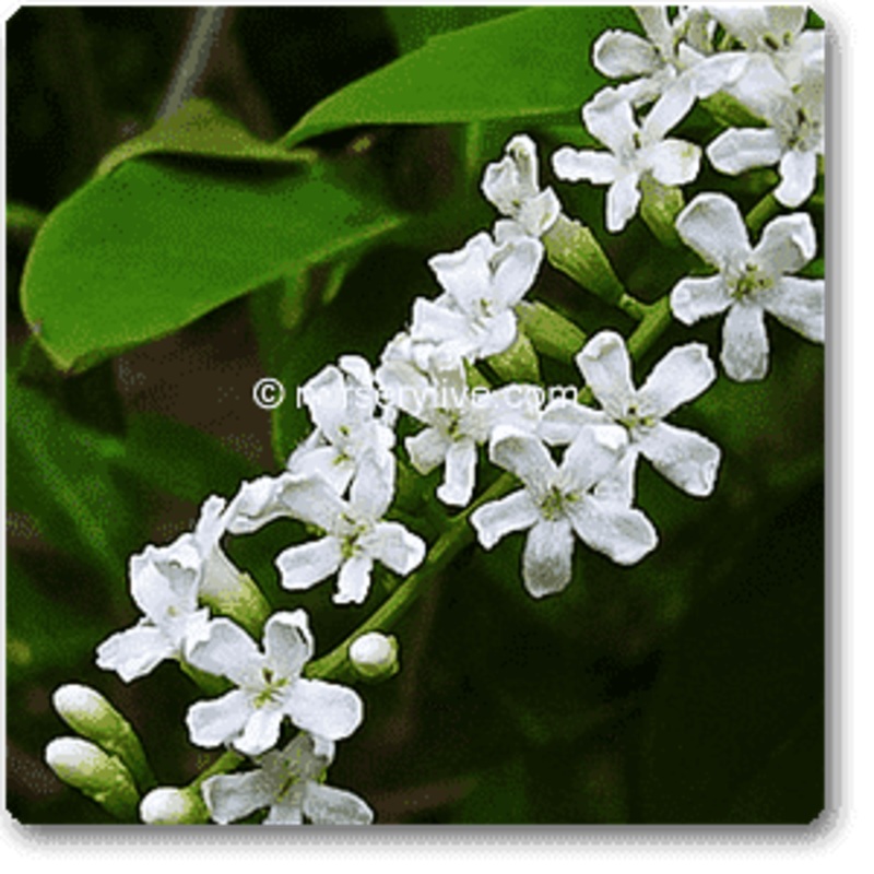 Sita Ranjan – Plant