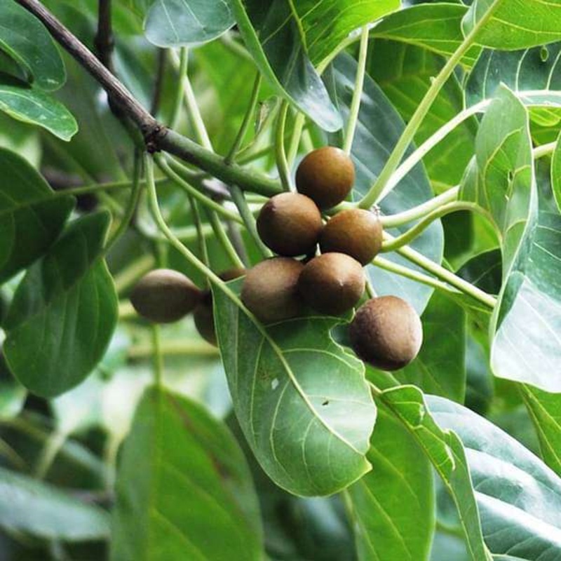 Terminalia Bellirica, Bahera – Plant