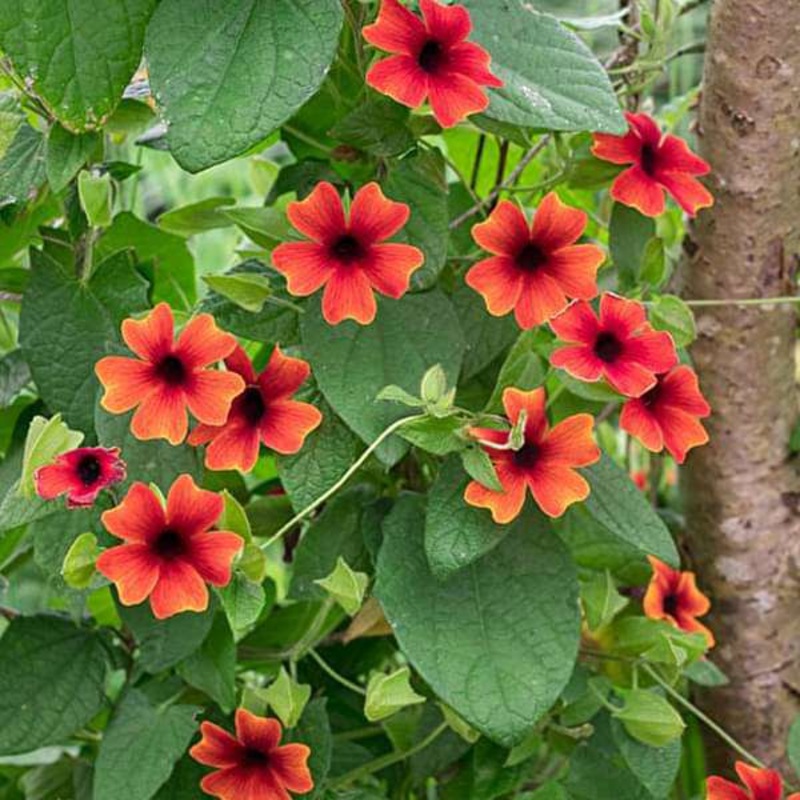 Thunbergia (Any Color) – Plant