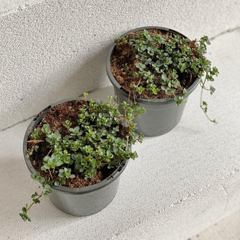 Trailing Pilea (Pilea glauca)|Size 2 / 110mm-130mm pot