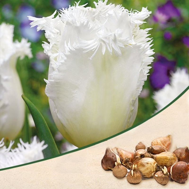 Tulip Honeymoon (White) – Bulbs (set of 5)