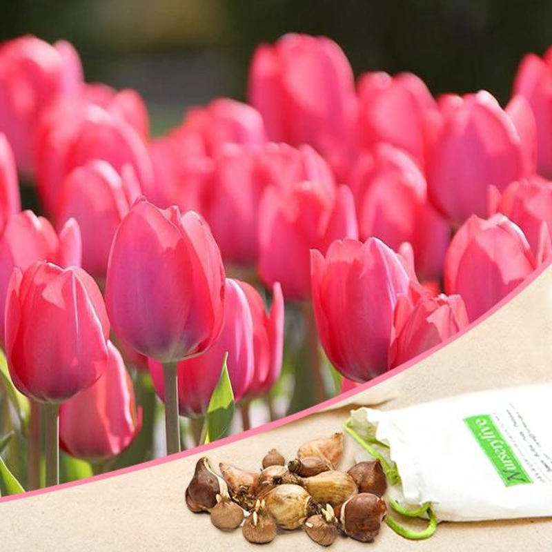 Tulip Van Eijk (Pink) – Bulbs (set of 5)