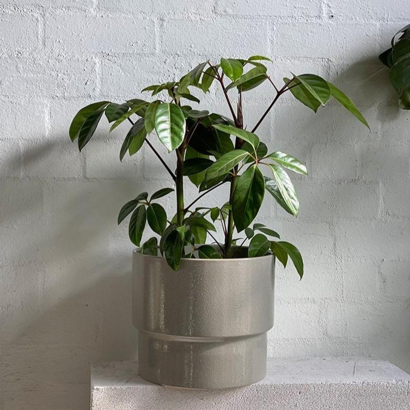 Umbrella Tree (Schefflera amate)