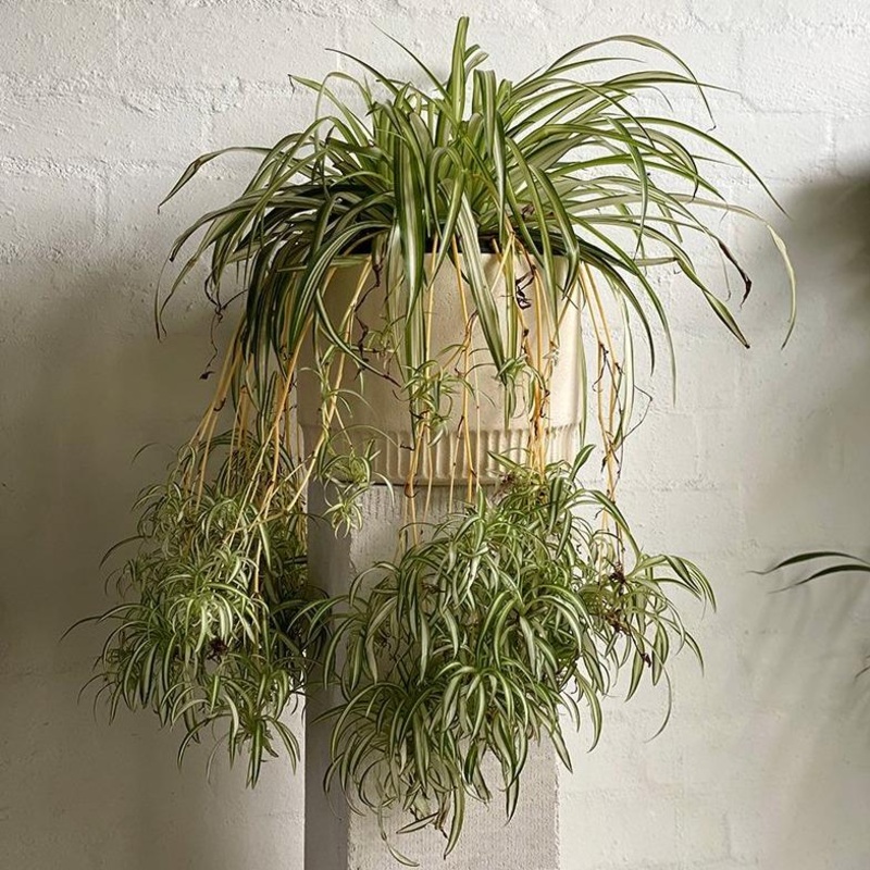 Variegated Spider Plant (Chlorophytum comosum)