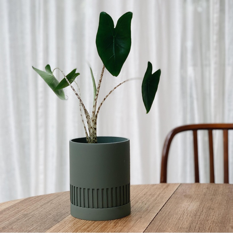 Zebra Alocasia (Alocasia zebrina)