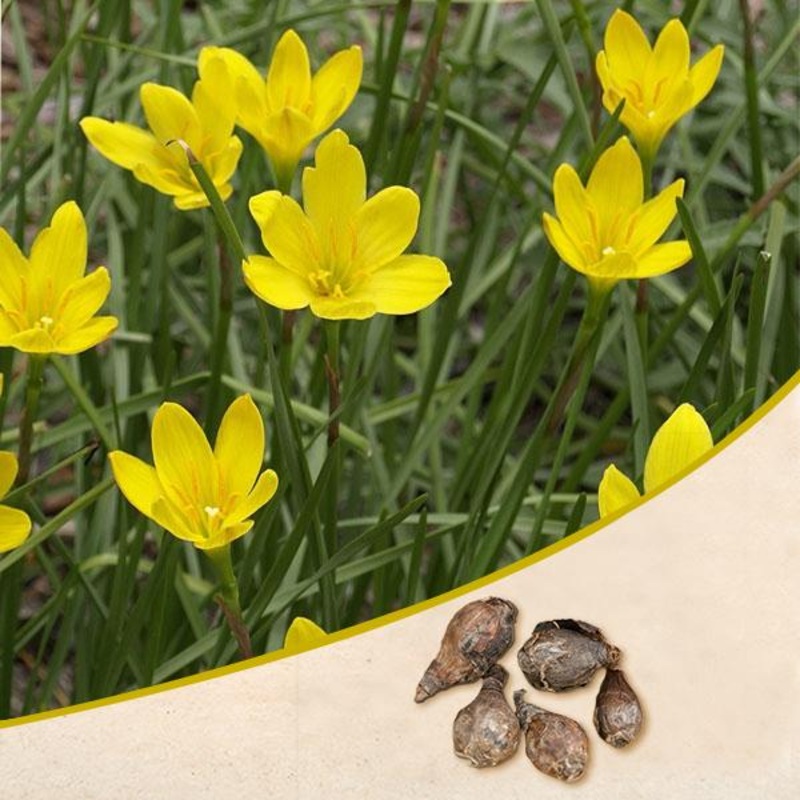 Zephyranthes Lily, Rain Lily (Yellow) – Bulbs (set of 10)