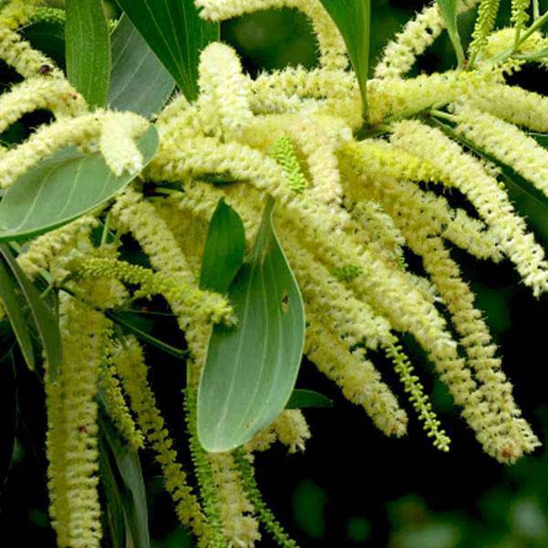 Acacia Mangium – 0.5 kg Seeds