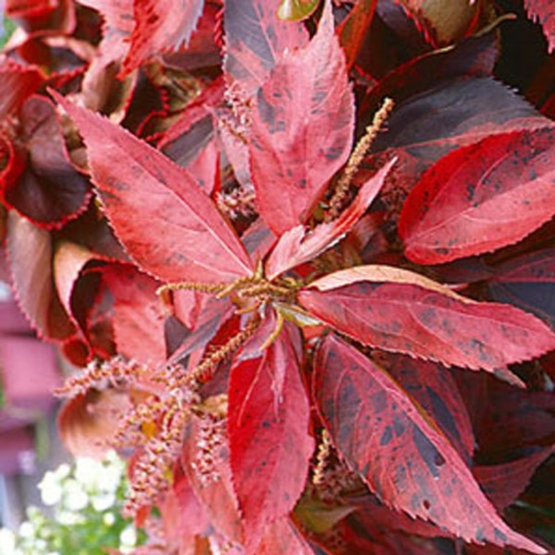 Acalypha wilkesiana ceylon – Plant