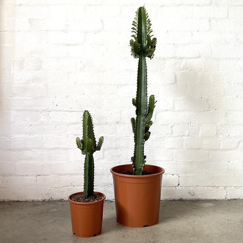 African Milk Tree (Euphorbia assorted)