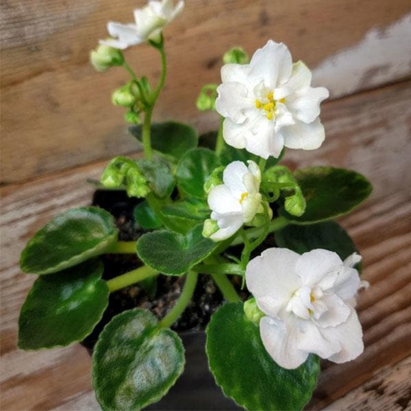 African Violets (White) – Plant