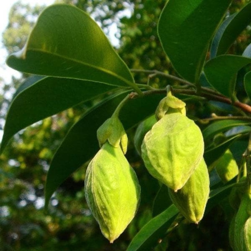 Agarwood, Oud, Oodh – Plant