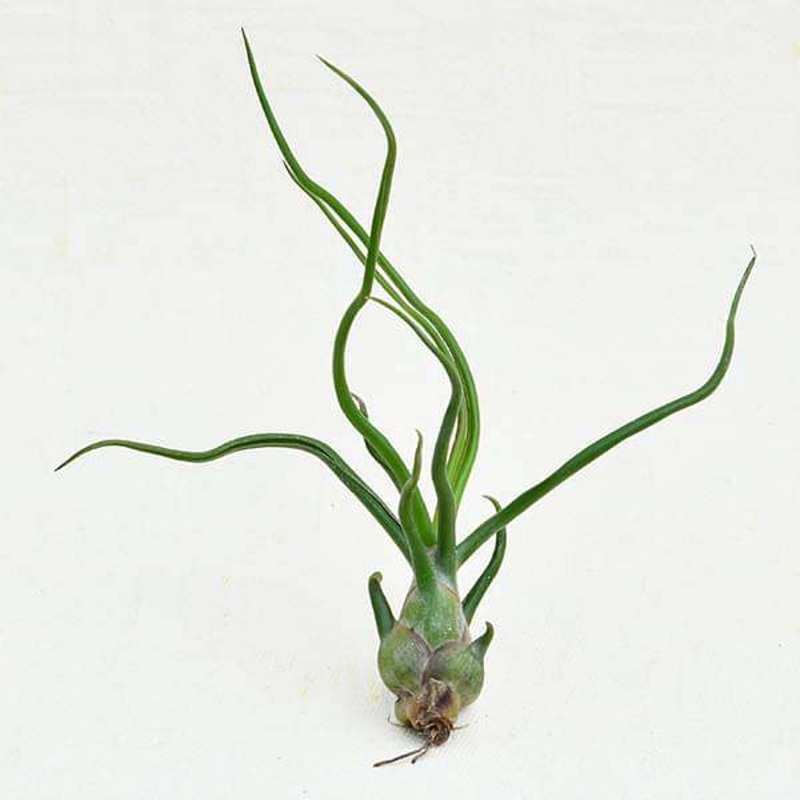 Air Plant, Tillandsia bulbosa – Plant