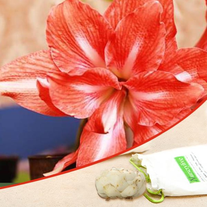 Amaryllis Lily Double (Orange) – Bulbs (set of 5)