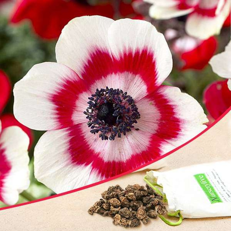 Anemone Bicolor (White, Red) – Bulbs (set of 5)