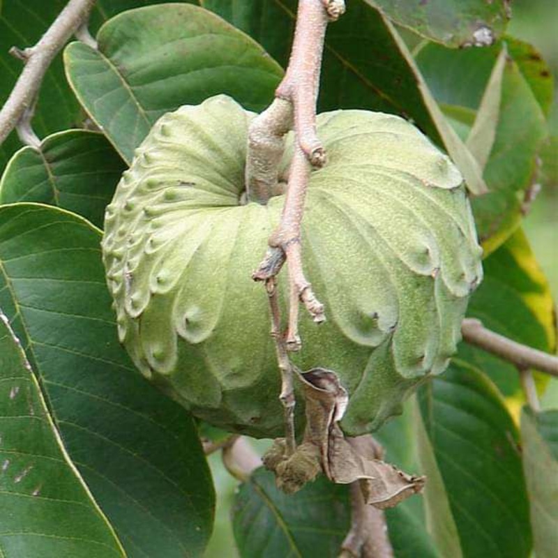 Annona cherimola, Hanuman Phal ( Grafted ) – Plant