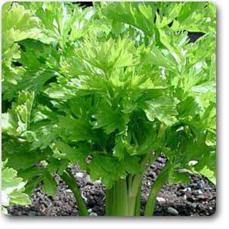 Apium graveolens – Plant