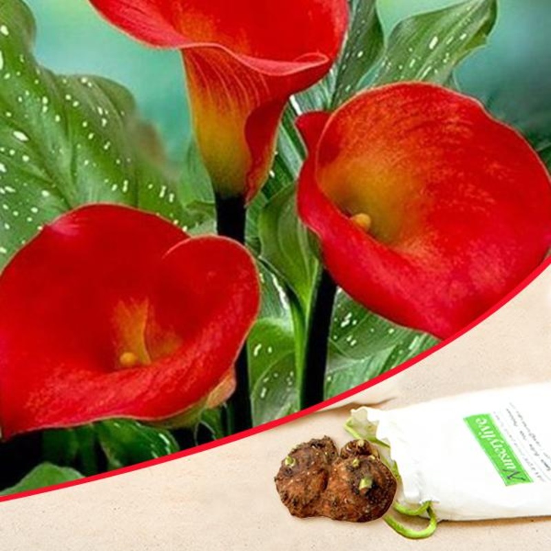 Arum Lily (Red) – Bulbs (set of 5)