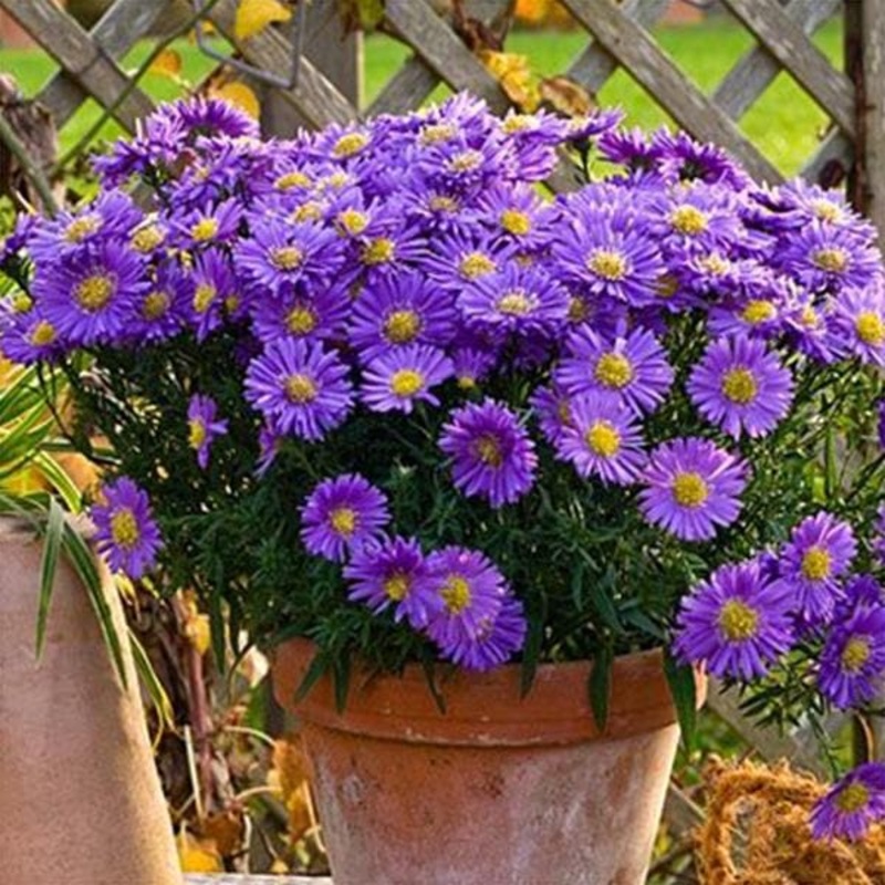Aster (violet) – Plant
