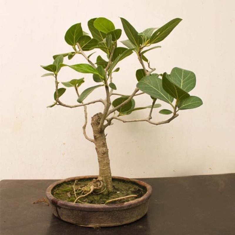 Banyan tree Bonsai – Plant