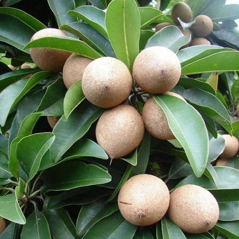 Chiku, Chikku, Chikoo – 0.5 kg Seeds