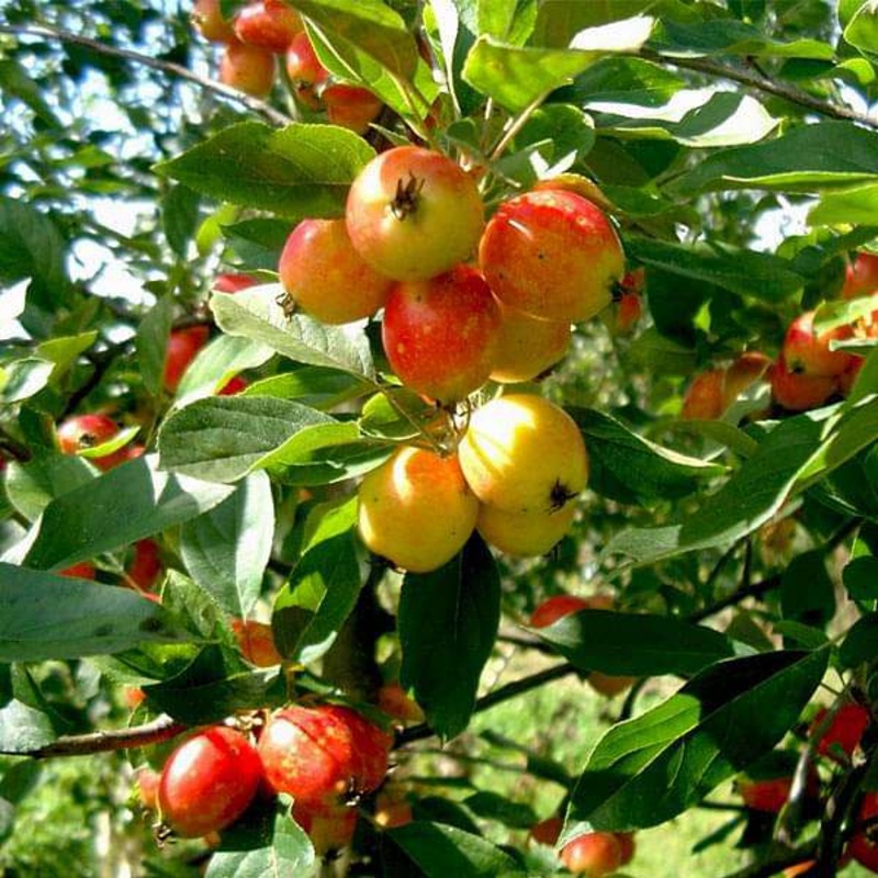 Crab Apple, Pyrus Malus – 0.5 kg Seeds