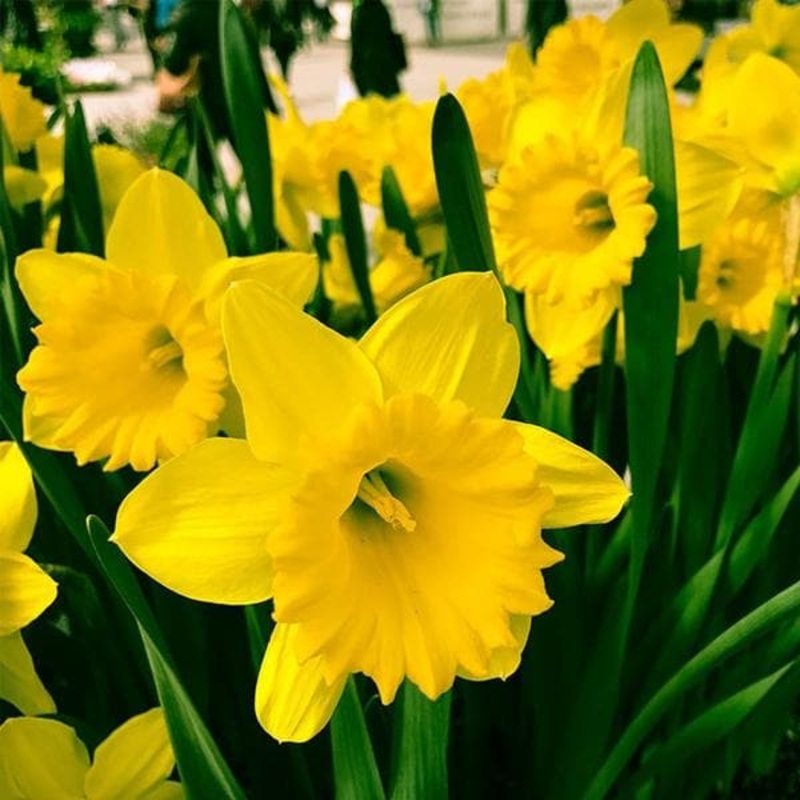 Daffodil Dutch Master (Yellow) – Bulbs (set of 5)