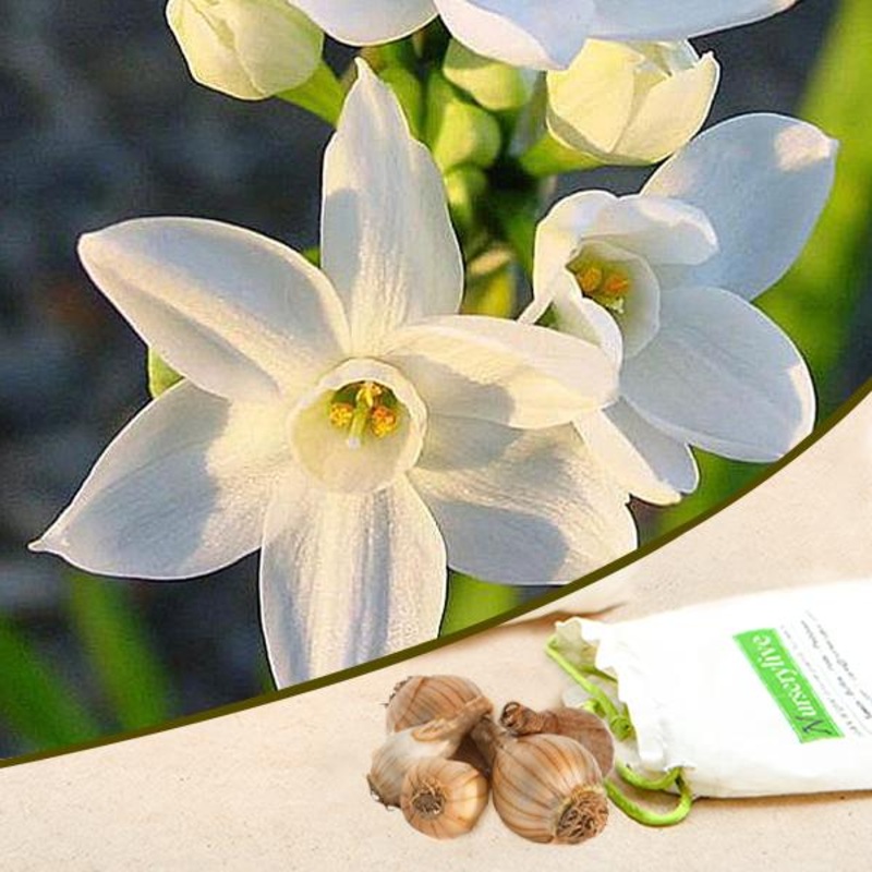 Daffodil Paperwhite Ziva (White) – Bulbs (set of 5)