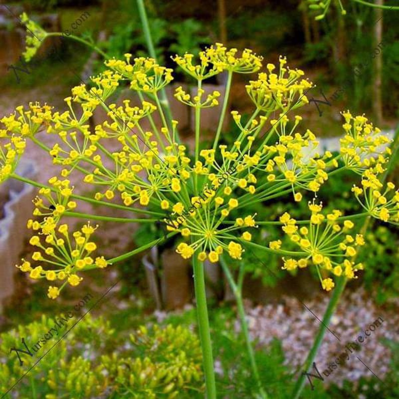 Dill Imported Soya – Herb Seeds