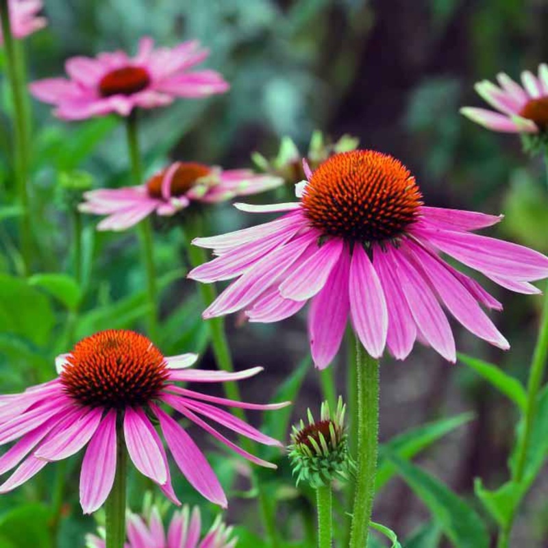 Echinacea Pink|Size 1 / 70mm – 100mm pot|Size 3 / 140mm – 180mm pot